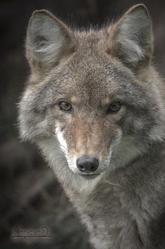 a grey wolf staring at the camera