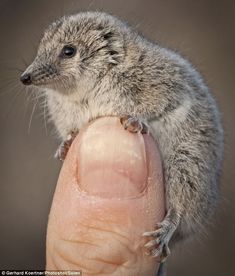 a small rodent sitting on top of someone's finger