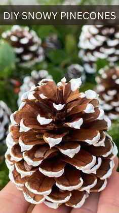 a hand holding a pine cone with the words snow covered painted pine cones on it