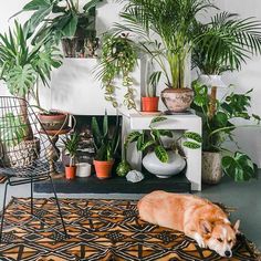 a dog laying on top of a rug next to potted plants and other houseplants