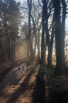 two dogs walking down a dirt road in the woods on a foggy day with sun shining through the trees