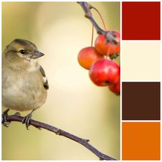 a small bird perched on a branch with berries in the foreground and color swatches behind it