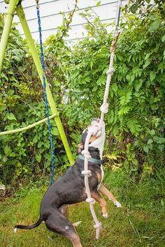 a dog is playing with a rope in the grass near a swing set and bushes