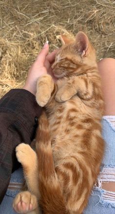 an orange cat laying on top of someone's lap with its paw in the air