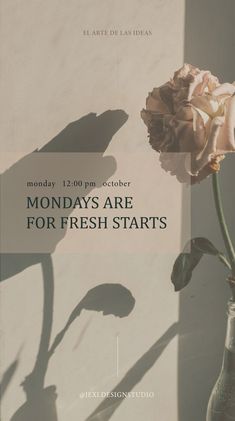 a flower in a vase with the words monday's are for fresh starts