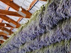 Made up of our farm's most colorful lavender, this dried lavender bouquet contains approximately 200 stems, stands 12" to 14" tall, and weighs about 1/4 pound. We carefully select from 25 lavender varieties grown in our fields to preserve the deep blue-purple and rich visual texture once the lavender flowers are dried. This bouquet is finished with a decorative tie and are ready to use, store for toys special day, or may be easily loosened and rearranged to your taste. This bouquet ships rapidly Lavender Bouquet Aesthetic, Lavender Decorations, Dried Lavender Bouquet, Lavender Wreaths, Lavender Bunch, Lavender Bouquets, Lavender Bundle, Lavender Varieties, Lavender Decor