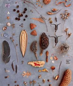 an assortment of different types of leaves and nuts on a table top, including pine cones, acorns, seed pods, and more