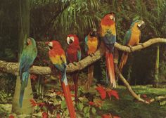 a group of colorful parrots perched on a tree branch in the jungle with red flowers