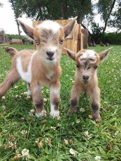 two baby goats standing next to each other in the grass