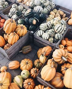 pumpkins and gourds for sale at an outdoor market