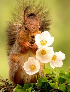 a squirrel is sitting on the ground with flowers in front of its face and looking at the camera