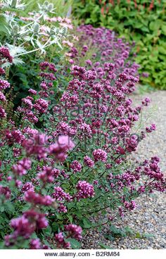 purple flowers line the edge of a gravel path in front of green shrubs and shrubbery