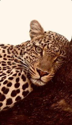 a leopard laying on top of a tree branch