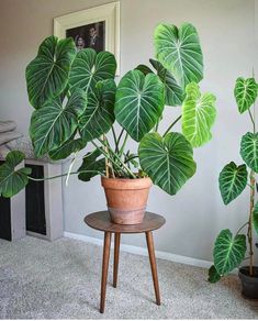 a potted plant sitting on top of a wooden table