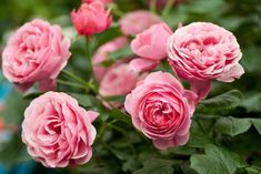 pink roses are blooming in the garden with green leaves and buds on it's stems