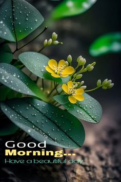 some yellow flowers and green leaves with the words good morning have a beautiful day on it