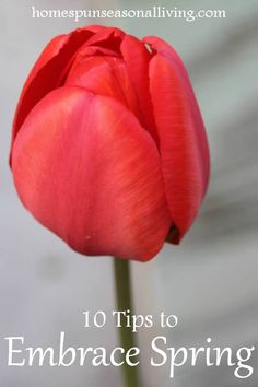 a red tulip with the words 10 tips to embrace spring