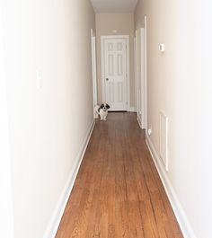 a dog is sitting on the floor in an empty hallway next to a white door