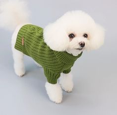 a white dog wearing a green sweater and standing on a gray surface with its head turned to the side