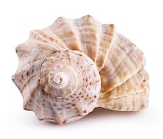 a close up of a sea shell on a white background stock photo - 957982