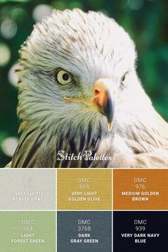 an eagle is shown with the colors in it's eyes and head, as well as its name