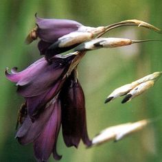 purple flowers with long stems in the foreground