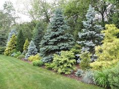 many different types of trees in the grass