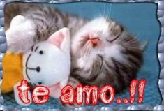 a cat laying on its back with a stuffed animal in it's paws that says te amo