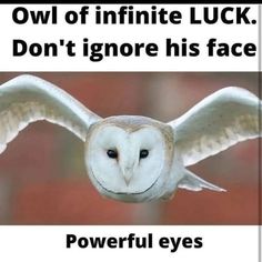 an owl flying through the air with its wings spread out, and words below it that read'owl of infinite luck don't ignore his face powerful eyes