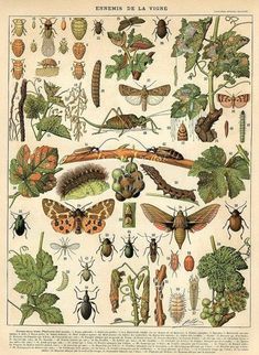 an illustration of bugs and other insects