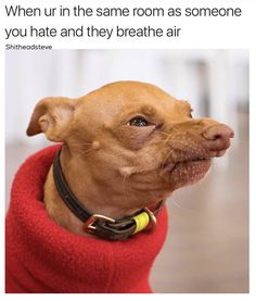 a brown dog wearing a red sweater with the caption when ur in the same room as someone you hate and they breathe air