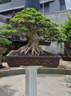 a bonsai tree is shown in a potted planter on a pedestal outside