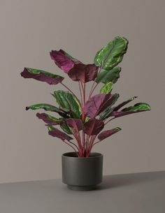 a potted plant sitting on top of a table next to a white vase filled with green and purple leaves