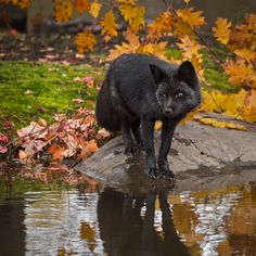 a black bear standing on top of a rock next to a body of water with fall leaves around it