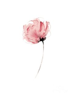 a pink flower on a white background