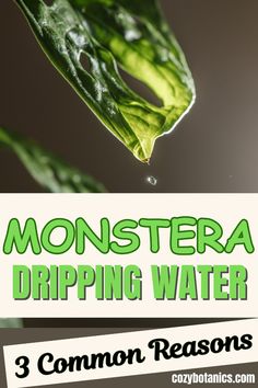 a close up of a plant with the words monstera dripping water