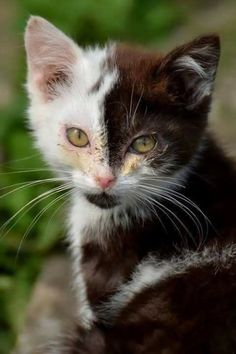 a black and white cat with yellow eyes