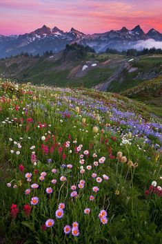 wildflowers are blooming in the mountains at sunset