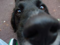 a black dog looking up at the camera