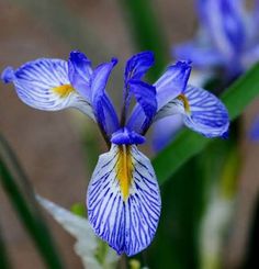 two blue and white flowers with green leaves