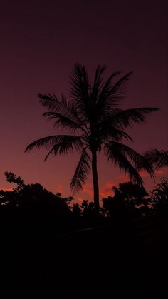 a palm tree is silhouetted against the evening sky