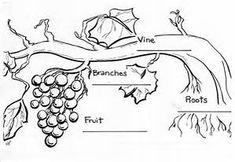 the parts of a grape plant labeled in black and white with pictures on each side