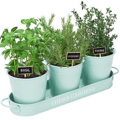 three potted plants with labels on them sitting in a tray that says basil and thyme