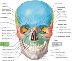 the bones and their major structures are labeled in this diagram, with labels on each side