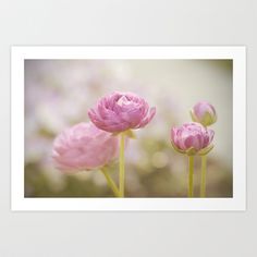 three pink flowers are in the foreground with blurry background