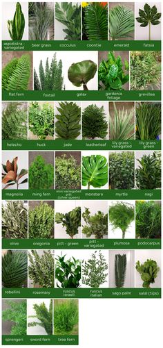 many different types of plants and their names