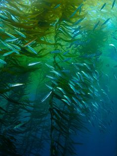 a large group of fish swimming in the ocean water with sunlight shining through it's branches