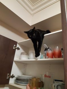 a black cat standing on top of a white shelf next to plates and cups in a kitchen