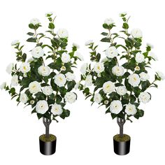 two potted plants with white flowers in them