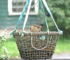 a bird sitting in a basket hanging from a tree